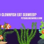 do clownfish eat seaweed