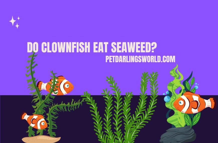 Do Clownfish Eat Seaweed? What’s Their Favorite Food? [Answered]