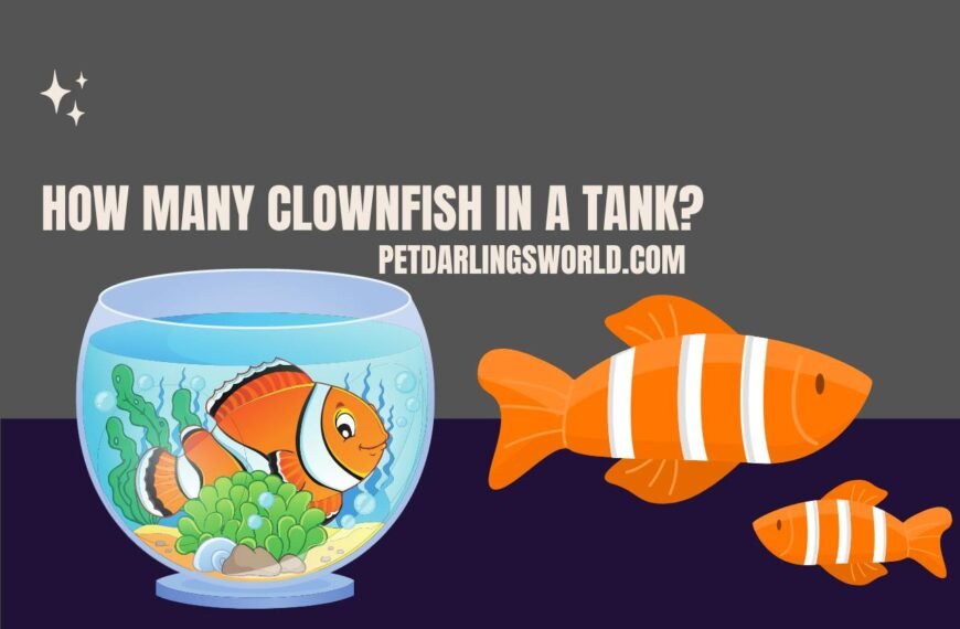 How Many Clownfish in a Tank? Finding the Right Balance!