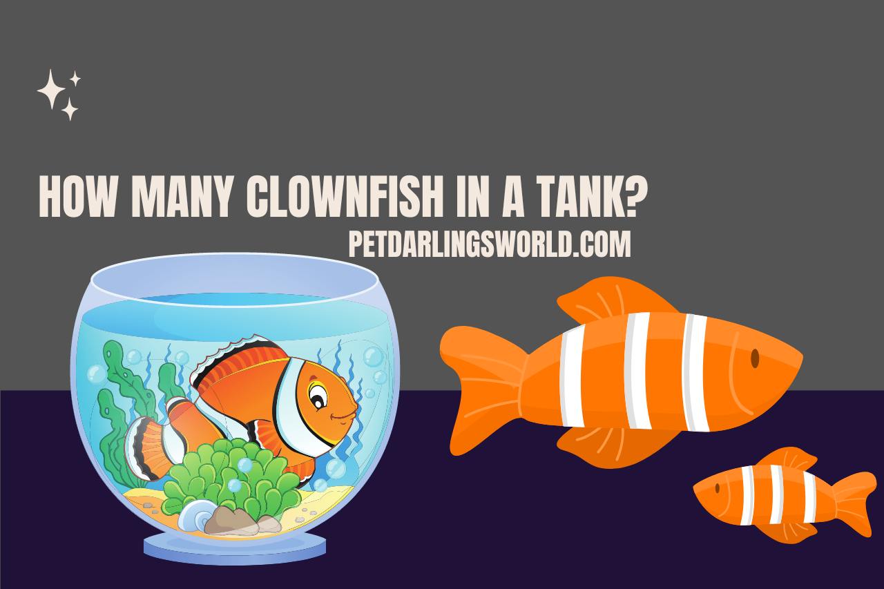 how many clownfish in a tank