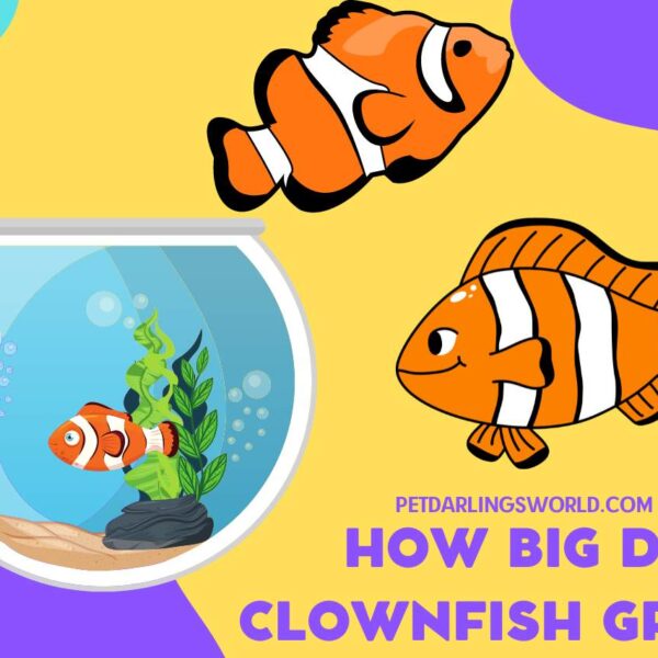 How Big Do Clownfish Grow? (Size Guide and Care Tips)