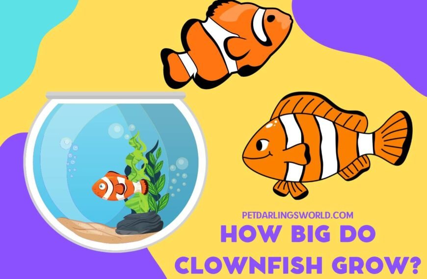 How Big Do Clownfish Grow? (Size Guide and Care Tips)