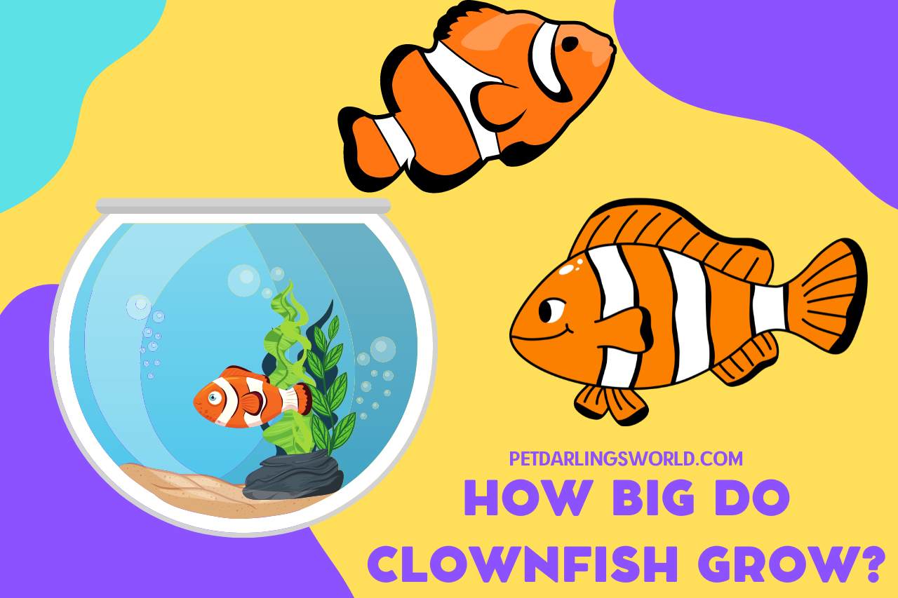 how big do clownfish grow