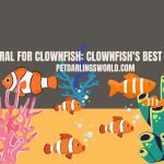Best coral for clownfish