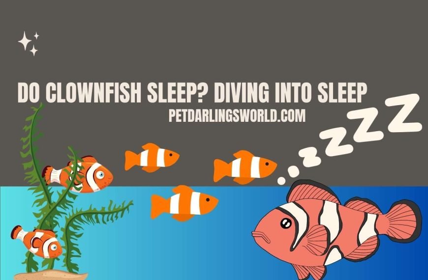 Do Clownfish sleep? Diving into Sleep
