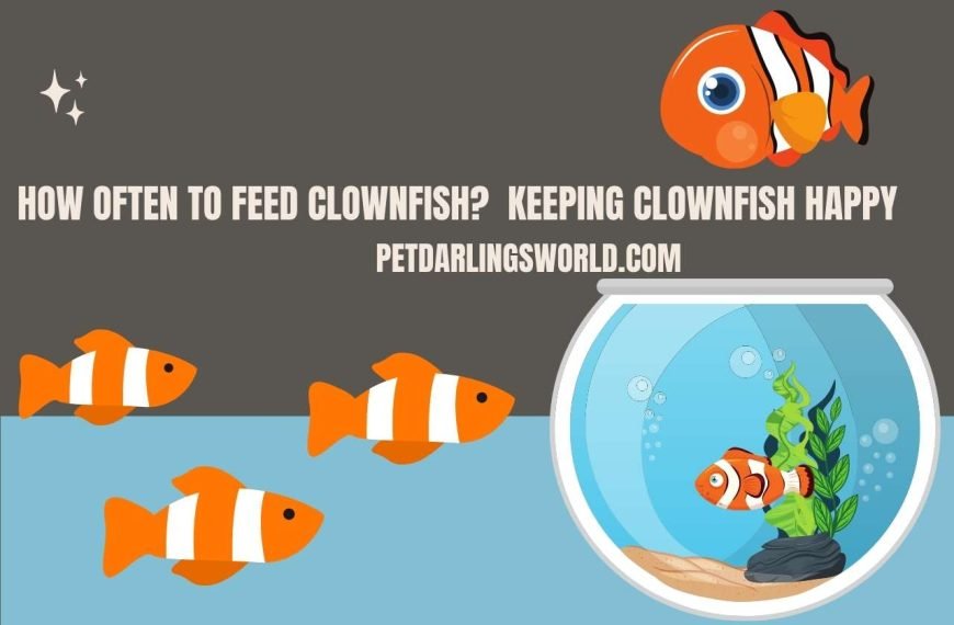 How Often to Feed Clownfish? Keeping Clownfish Happy