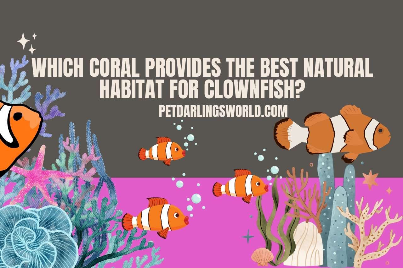 Which Coral Provides The Best Natural Habitat For Clownfish?