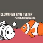 do clownfish have teeth