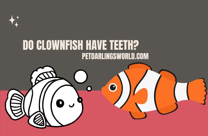 Do Clownfish have Teeth? Unveiling the Truth!