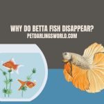 why do betta fish disappear