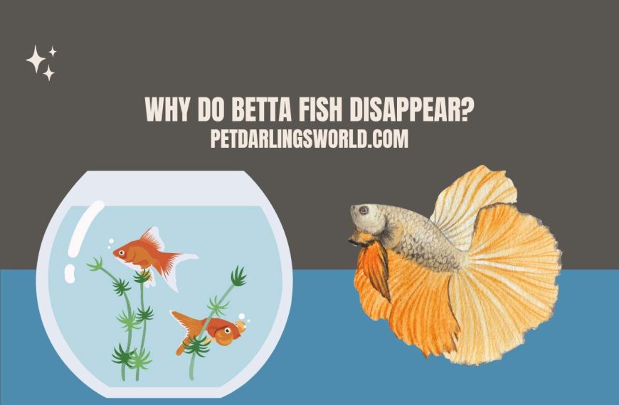 Why Do Betta Fish Disappear? 6 Top Reasons Explained