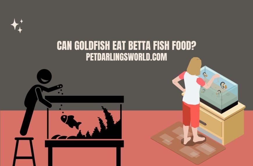 Can Goldfish Eat Betta Fish Food? (What You Need to Know)