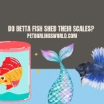 do betta fish shed their scales