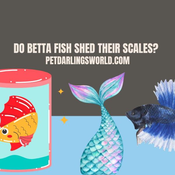 Do Betta Fish Shed Their Scales? Myth Debunked!