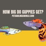how big do guppies get