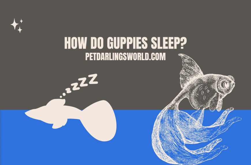 How Do Guppies Sleep? Understanding Their Resting State!