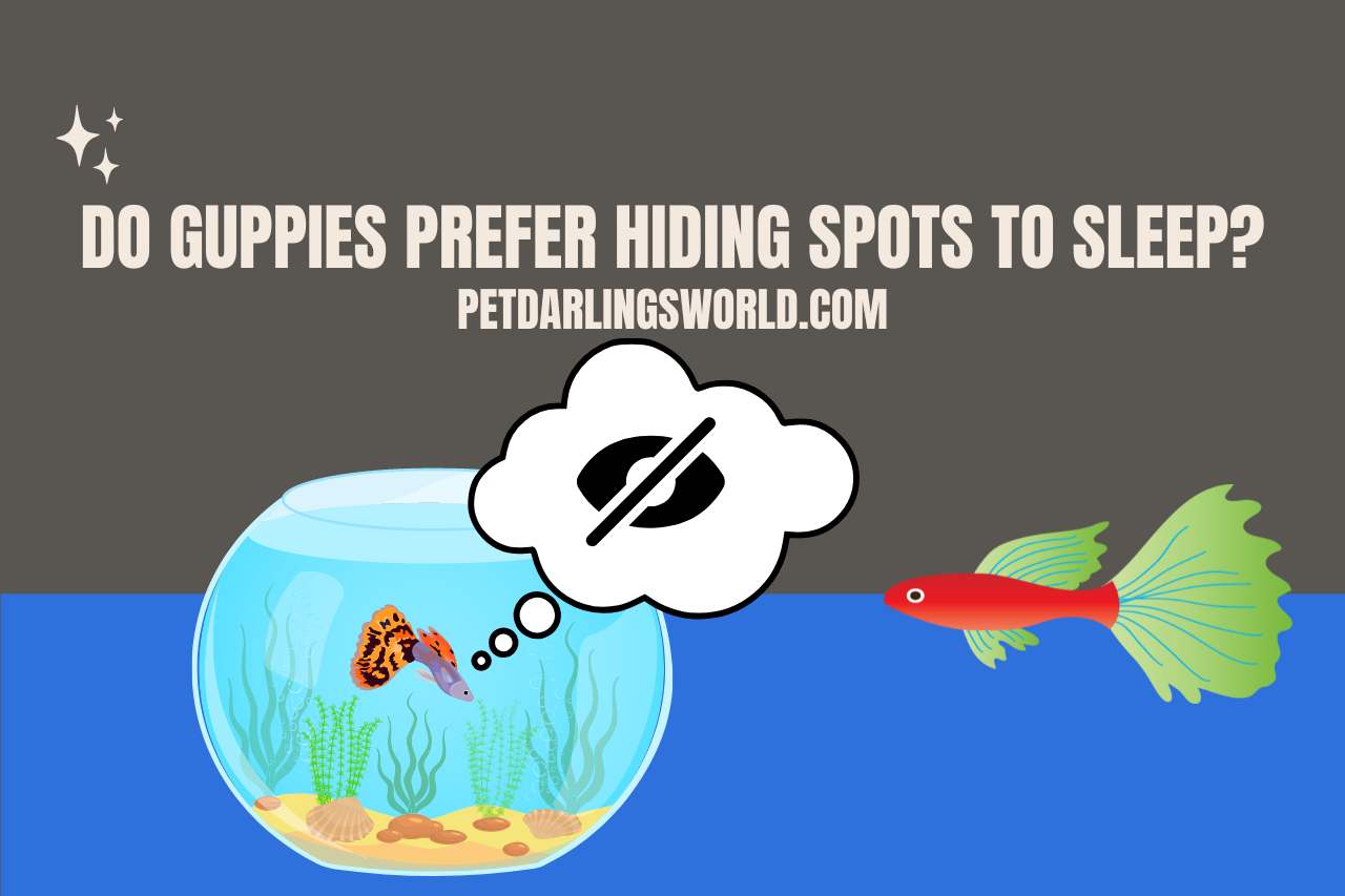 Do Guppies Prefer Hiding Spots to Sleep