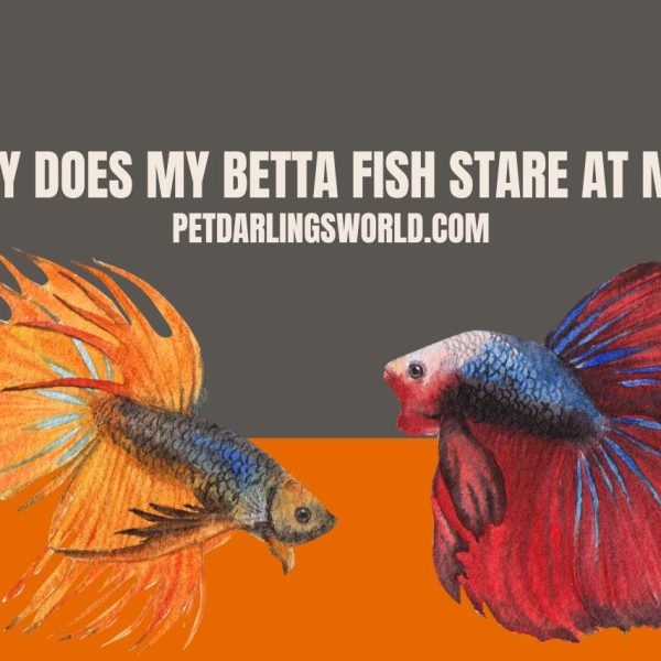 Why does My Betta Fish Stare at Me? Decoding the Behavior!