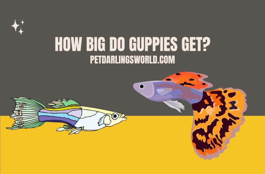 How Big Do Guppies Get? Exploring Their Growth Potential!