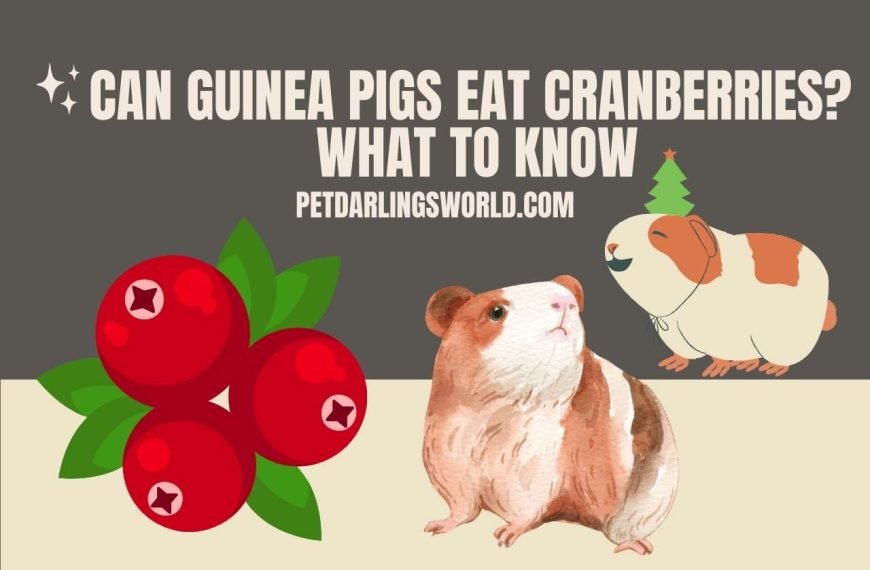 Can Guinea Pigs Eat Cranberries? What to Know