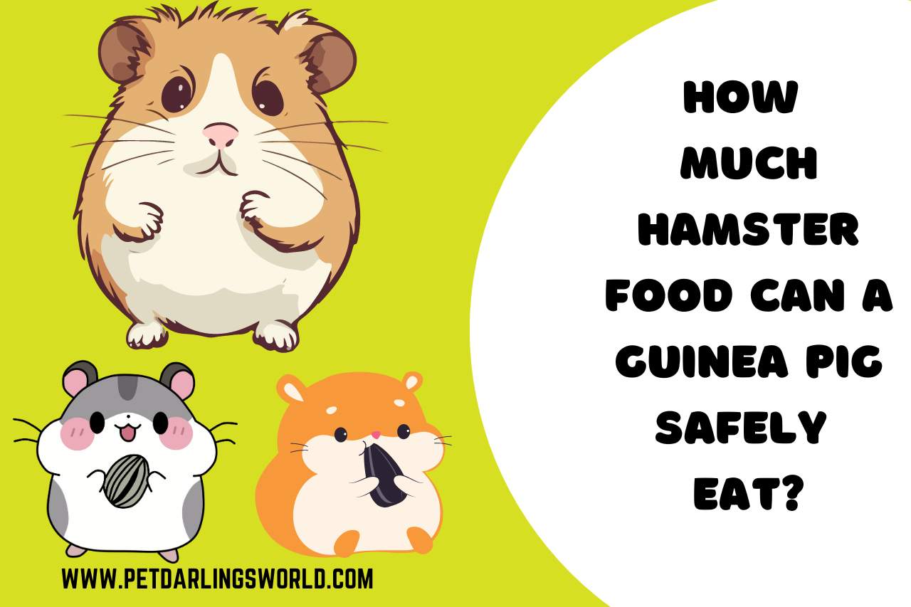 How Much Hamster Food Can a Guinea Pig Safely Eat