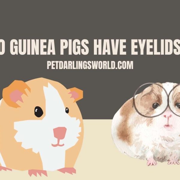 Do Guinea Pigs Have Eyelids? The Truth About Eyelids!