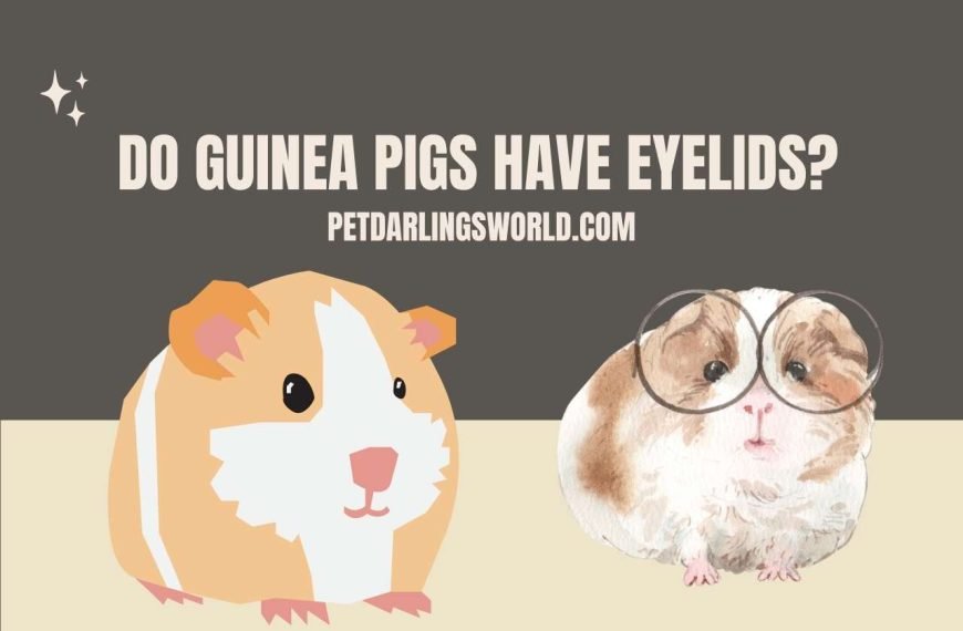 Do Guinea Pigs Have Eyelids? The Truth About Eyelids!