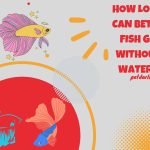 how long can Betta fish go without water
