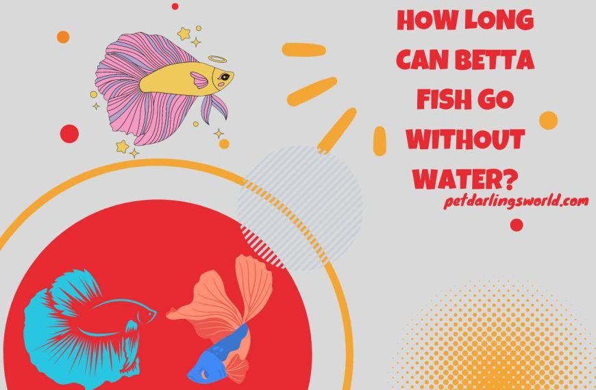 How Long Can Betta Fish Go without Water? Survival Limits!