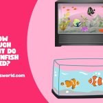 how much light do clownfish need