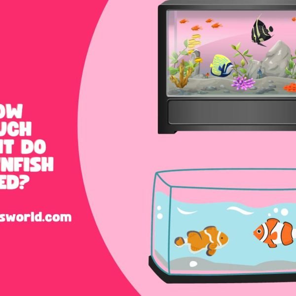 How Much Light Do Clownfish Need? Clownfish Lighting Myths!