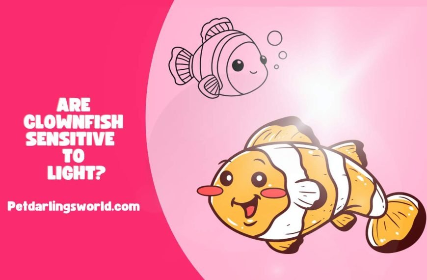Are Clownfish Sensitive to Light? Debunking Myths!