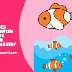 does clownfish live in freshwater