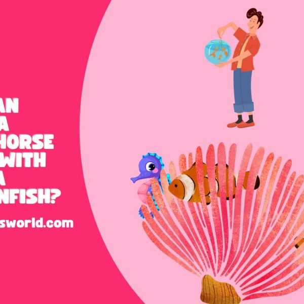 Can a Seahorse Live with a Clownfish? Mixing Marine Life!