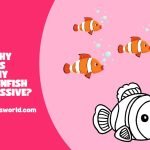 why is my clownfish aggressive