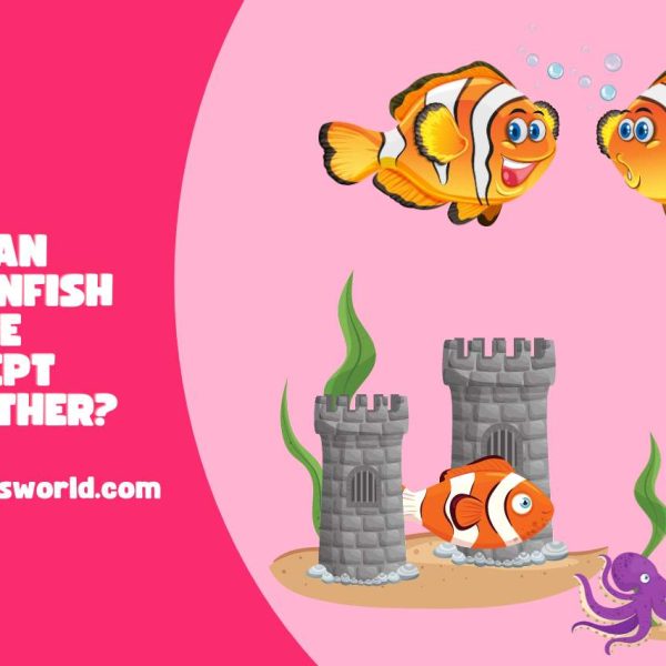 Can Clownfish Be Kept Together? Tips for Keeping Them Together!