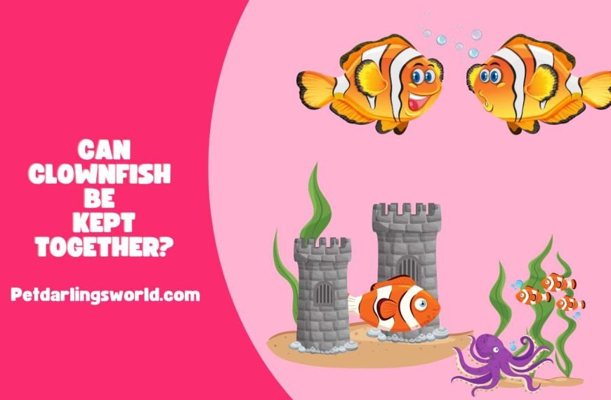 Can Clownfish Be Kept Together? Tips for Keeping Them Together!