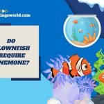 do clownfish require anemone