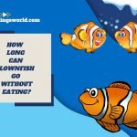how long can clownfish go without eating