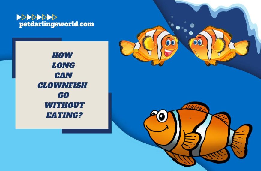 How Long Can Clownfish Go without Eating? Survival Strategies!