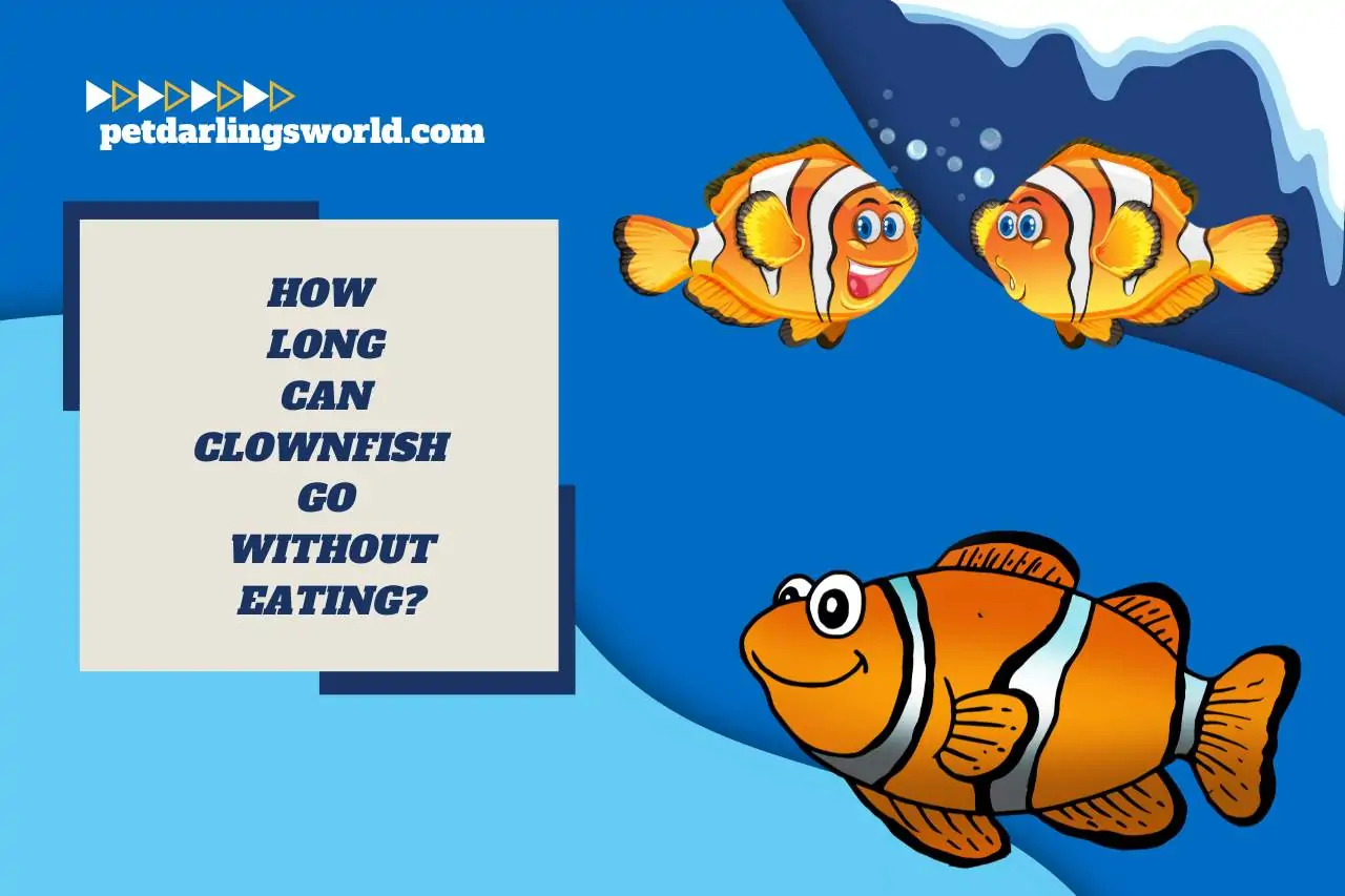 how long can clownfish go without eating