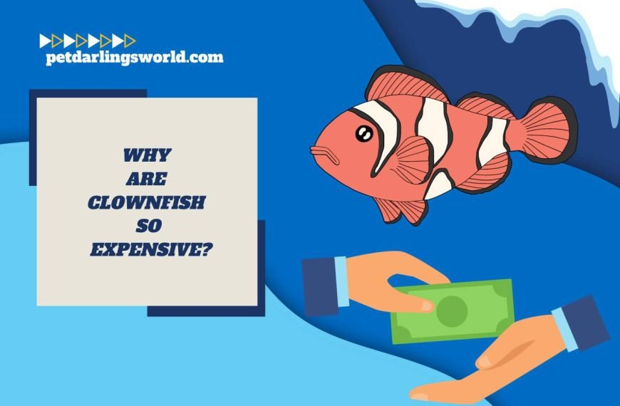 Why are Clownfish So Expensive? Unveiling the Secrets!