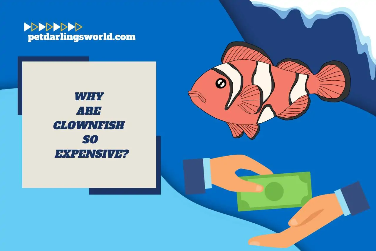 why are clownfish so expensive