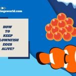 how to keep clownfish eggs alive