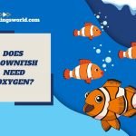 does clownfish need oxygen