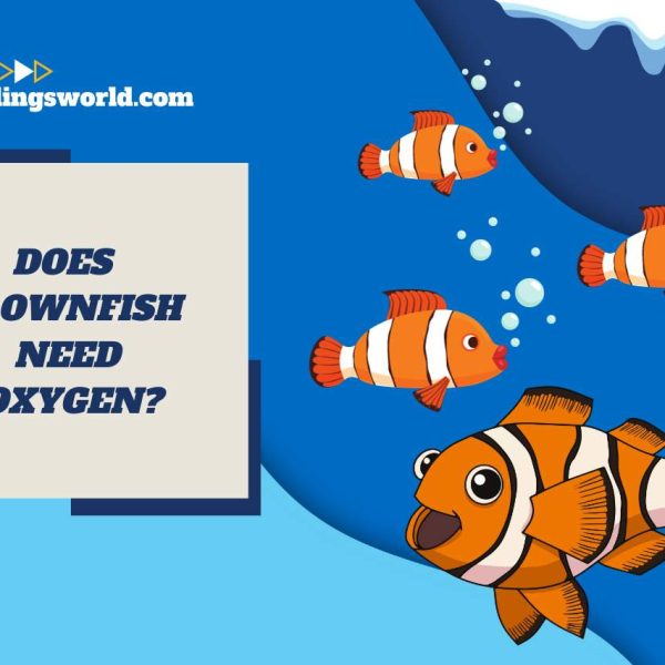 Does Clownfish Need Oxygen? Unraveling Their Breathing Needs!