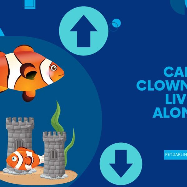 Can Clownfish Live Alone? Truth About Clownfish Solitude!