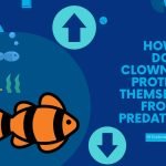 how do clownfish protect themselves from predators