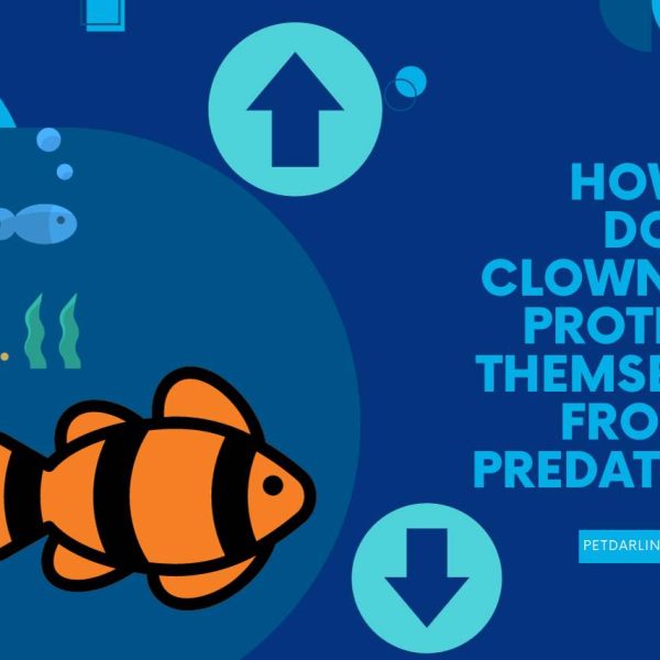 How Do Clownfish Protect Themselves from Predators? Unveiling Nature’s Secrets!