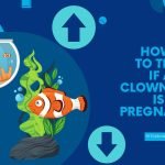 how to tell if a clownfish is pregnant